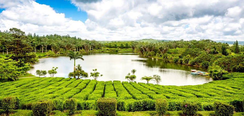 Bois ChÃ©ri Mauritius - why visit the tea plantation and Bubble Lodge